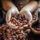 Ampliará Sheinbaum programa de apoyo a productores de cacao para evitar "coyotaje"