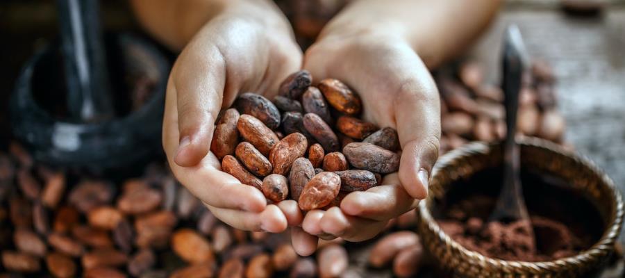 Ampliará Sheinbaum programa de apoyo a productores de cacao para evitar "coyotaje"