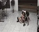 Mujer somete e inmoviliza a ladrón que intentó asaltarla en Costa Rica