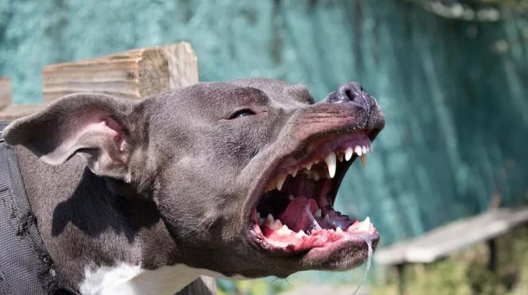 Bebé de seis meses pierde la vida al ser atacado por perros en Tamaulipas
