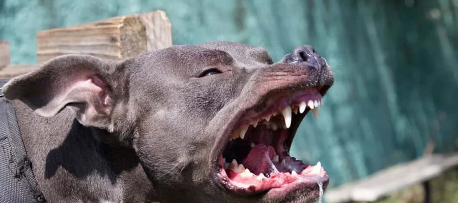 Bebé de seis meses pierde la vida al ser atacado por perros en Tamaulipas Bebé de seis meses pierde la vida al ser atacado por perros en Tamaulipas