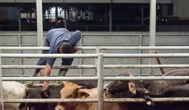 En 15 días Jalpa será el primer municipio en ser barrido contra la tuberculosis bovina: gobierno En 15 días Jalpa será el primer municipio en ser barrido contra la tuberculosis bovina: gobierno