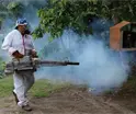 Tabasco bajó del primero al quinto lugar nacional de incidencia de dengue: Salud