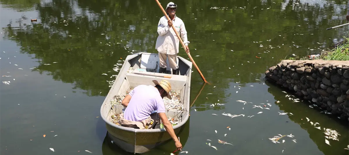Falta de oxígeno en el agua provocó mortandad de peces en la laguna de las Ilusiones: Semades