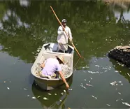Falta de oxígeno en el agua provocó mortandad de peces en la laguna de las Ilusiones: Semades