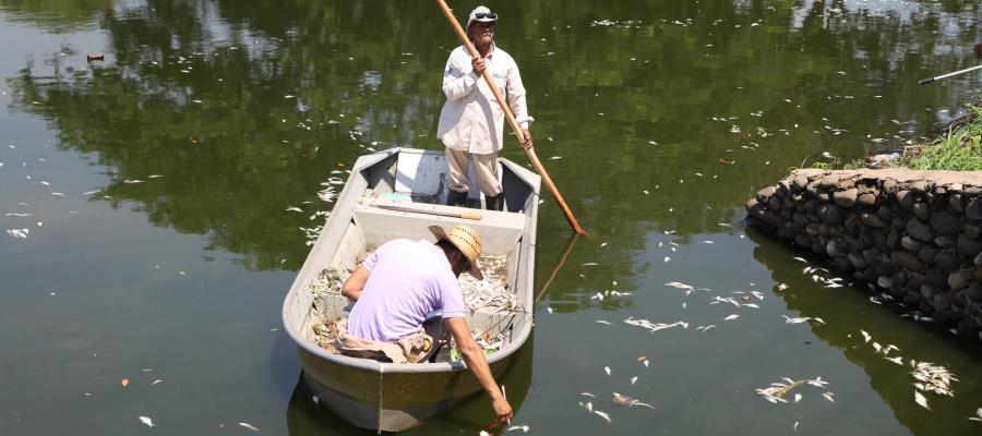 Registra Laguna de las Ilusiones mortandad de peces; autoridades ya investigan las causas