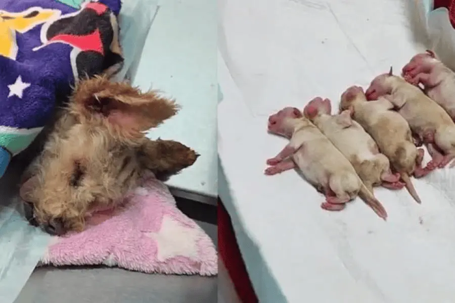 Víctimas colaterales de Iztapalapa; perros, gatos y aves, luchan por su vida tras sufrir quemaduras