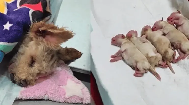 Víctimas colaterales de Iztapalapa; perros, gatos y aves, luchan por su vida tras sufrir quemaduras