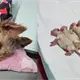 Víctimas colaterales de Iztapalapa; perros, gatos y aves, luchan por su vida tras sufrir quemaduras