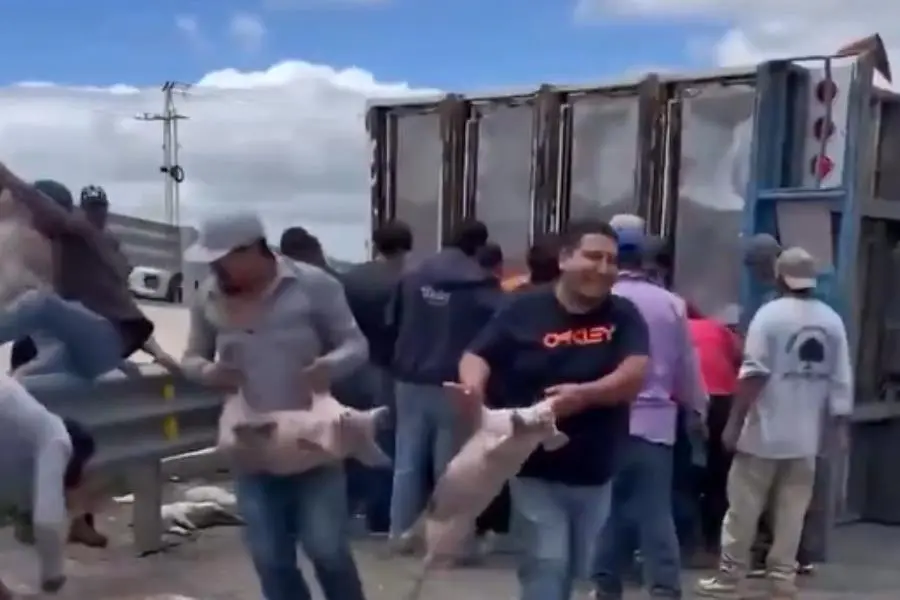 Rapiñan tráiler que transportaba cerdos luego de volcar en carretera de SLP