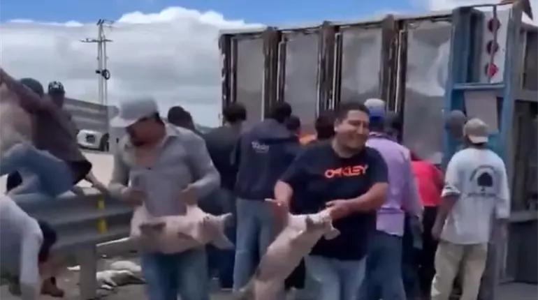 Rapiñan tráiler que transportaba cerdos luego de volcar en carretera de SLP