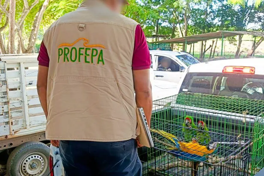 ¡Van por traficantes de animales en redes! Profepa y Meta se unen para frenar venta ilegal