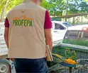 ¡Van por traficantes de animales en redes! Profepa y Meta se unen para frenar venta ilegal 