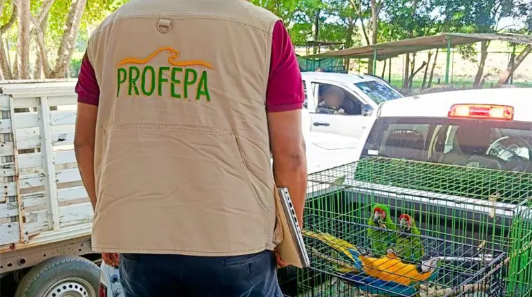 ¡Van por traficantes de animales en redes! Profepa y Meta se unen para frenar venta ilegal 