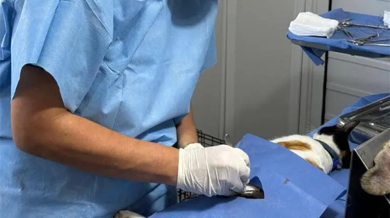Vacunan 70 gatos y perros en la Villa Luis Gil Pérez con la Unidad Móvil Canina y Felina de Centro