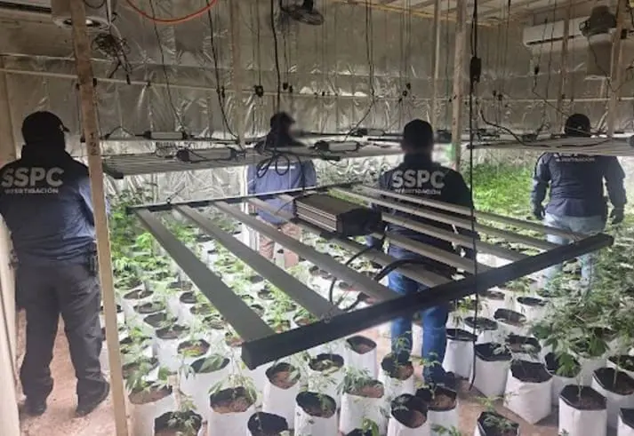 Desmantelan red de marihuana de invernadero en CDMX; hay 4 detenidos