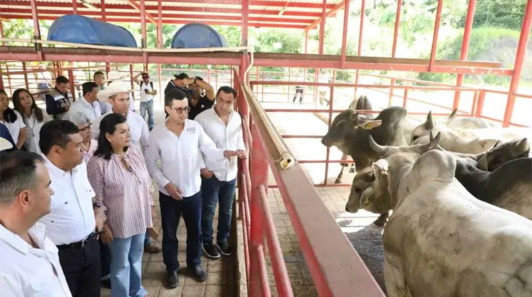 Ganaderos presentan proyecto a May; buscan obtener distinción de rastro TIF