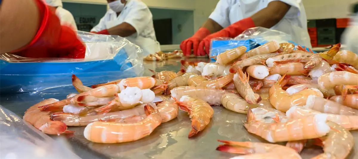 Conapesca amplía veda de camarón en Tabasco, Campeche y Quintana Roo