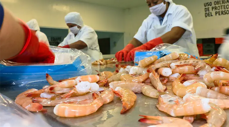 Conapesca amplía veda de camarón en Tabasco, Campeche y Quintana Roo
