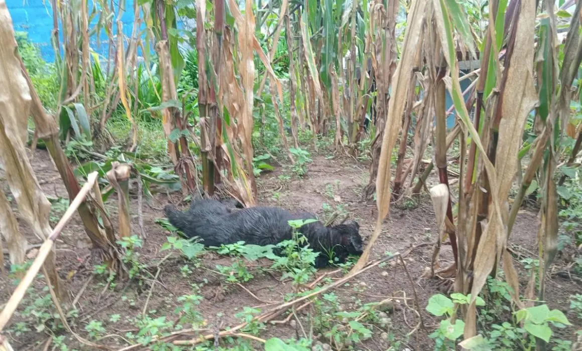 Investigan envenenamiento masivo de 60 perros en San Juan Chamula, Chiapas