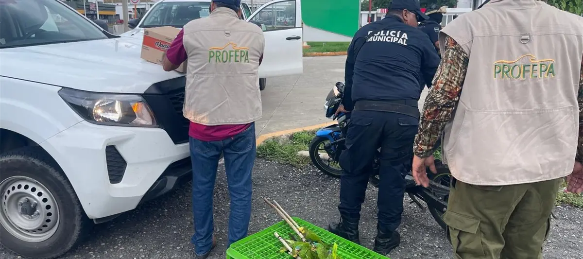 Aseguran en Huimanguillo 28 loros, 6 crías de cocodrilo y 4 iguanas