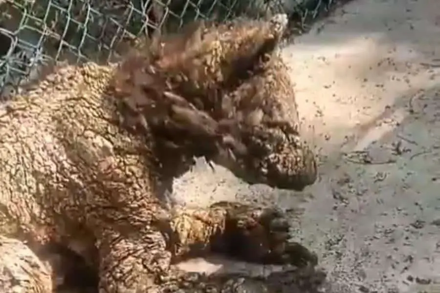 Denuncian maltrato y abandono de una osa en zoológico de NL