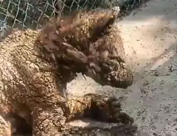 Denuncian maltrato y abandono de una osa en zoológico de NL