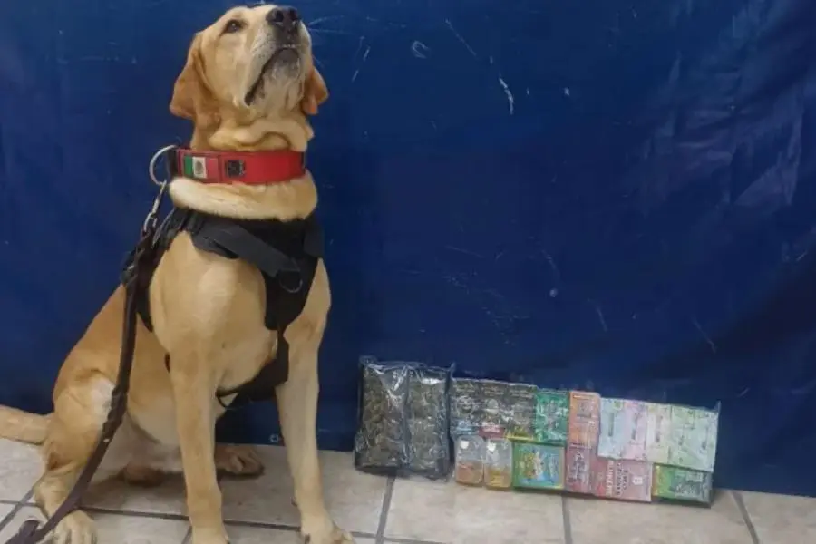 Con ayuda de agente canino aseguran en droga en Torreón, Coahuila