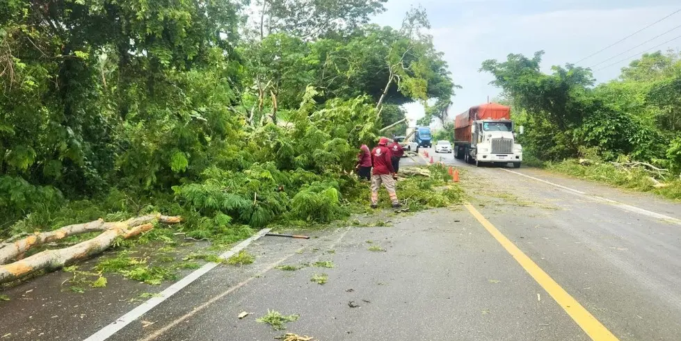 Ayuntamiento de Centla retira árbol derribado por el aire que obstruía carretera federal