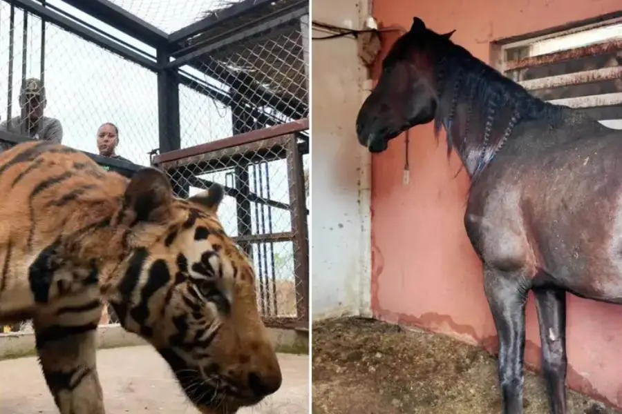 Aseguran autoridades a pareja de tigres de bengala y caballos en finca de Sinaloa