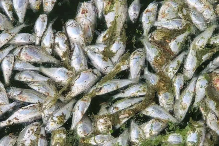 Registra Laguna de las Ilusiones mortandad de peces