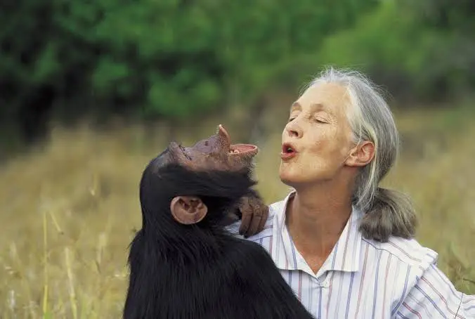 Fallece Jane Goodall, etóloga que revolucionó la ciencia y el estudio de los chimpancés