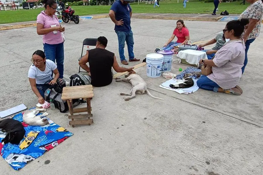 Acusan atrasos y desinformación durante campaña de vacunación y esterilización de mascotas