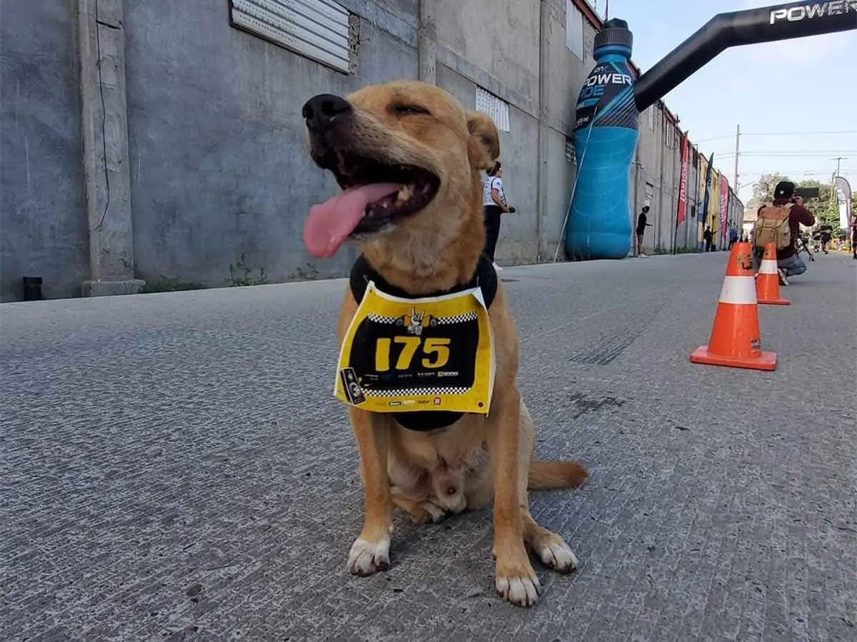 En 5 días se sabrá causa de la muerte de ´Chicles´, el perro maratonista de Tijuana