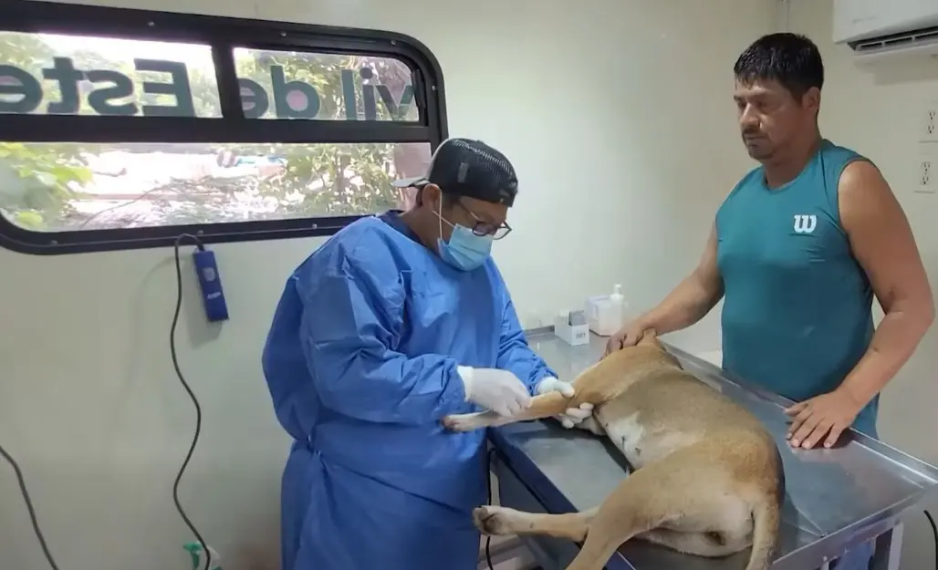 Campaña de esterilización canina y felina concluirá hasta alcanzar las 3 mil 700 mascotas: Salud