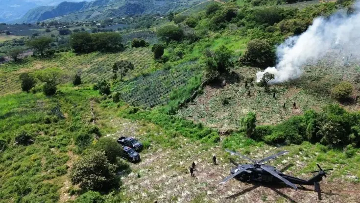 Destruyen plantío de marihuana con valor de 73.5 mdp en Jalisco
