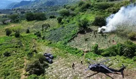 Destruyen plantío de marihuana con valor de 73.5 mdp en Jalisco