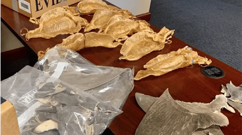 FGR vincula a proceso a tres personas por cargamento de especies protegidas valuado en más de 130 mdp