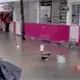 Jauría de perros ataca a mujer en Edomex