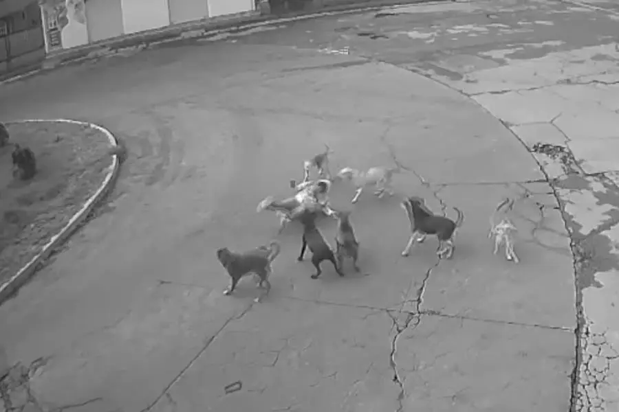 Jauría de perros ataca a mujer en Edomex