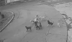 Jauría de perros ataca a mujer en Edomex