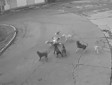 Jauría de perros ataca a mujer en Edomex