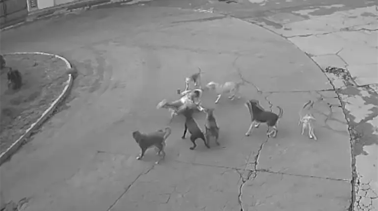 Jauría de perros ataca a mujer en Edomex