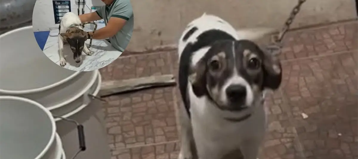 Rescata Caninos 911 a perrita maltratada con ´taser´ en Pomoca
