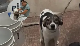 Rescata Caninos 911 a perrita maltratada con ´taser´ en Pomoca
