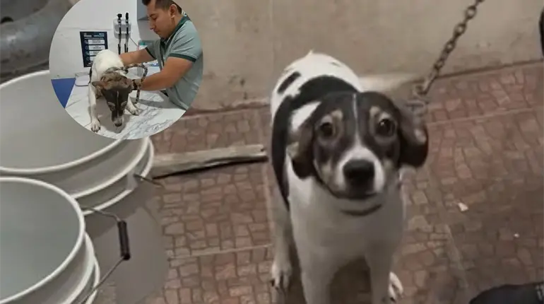 Rescata Caninos 911 a perrita maltratada con ´taser´ en Pomoca