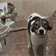 Rescata Caninos 911 a perrita maltratada con ´taser´ en Pomoca