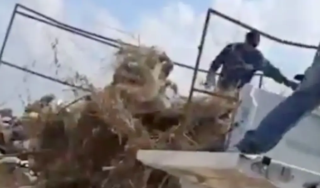 Captan a funcionarios de "Bienestar animal" arrojando cadáveres de perros y gatos en Coahuila