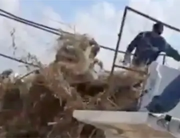 Captan a funcionarios de “Bienestar animal” arrojando cadáveres de perros y gatos en Coahuila