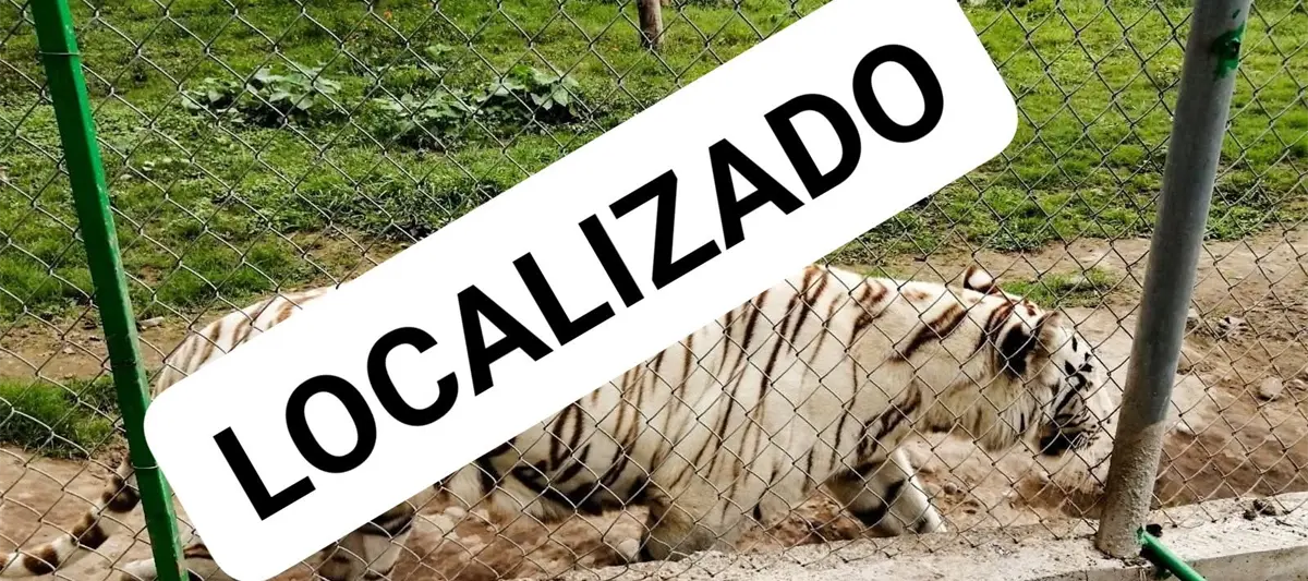 Localizan sin vida a tigre que escapó de zoológico durante lluvias en Puebla